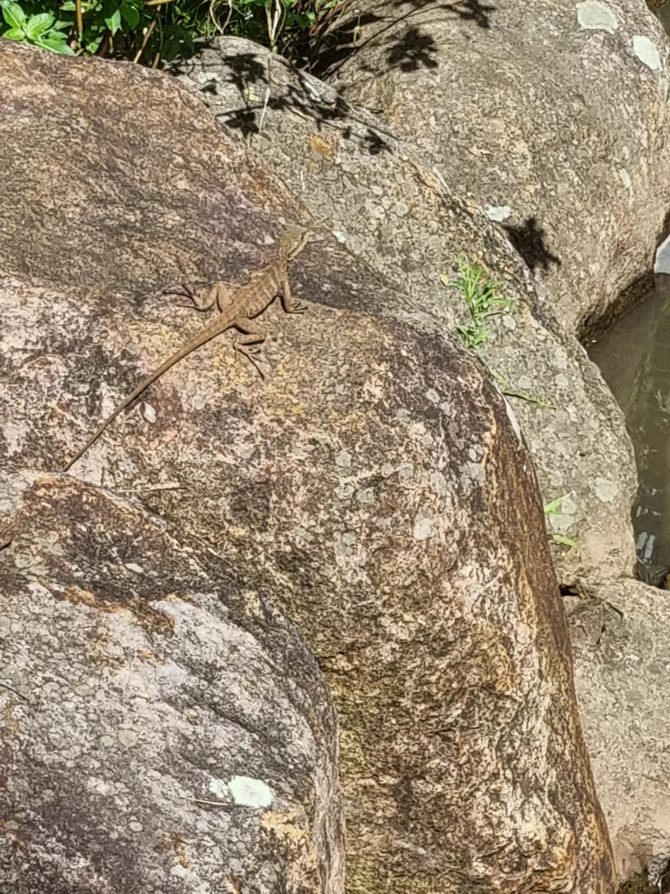 Juvenile Water Dragon Lizard basking in the sun.