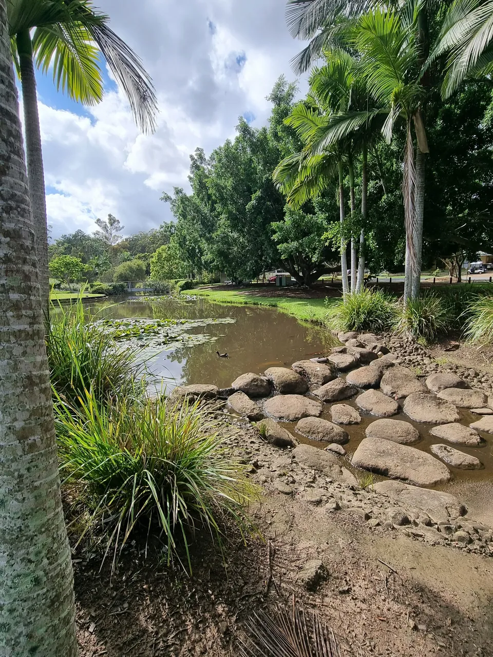 The water did not look that inviting. All the recent rain and local water run off left it looking a brown muddy color.