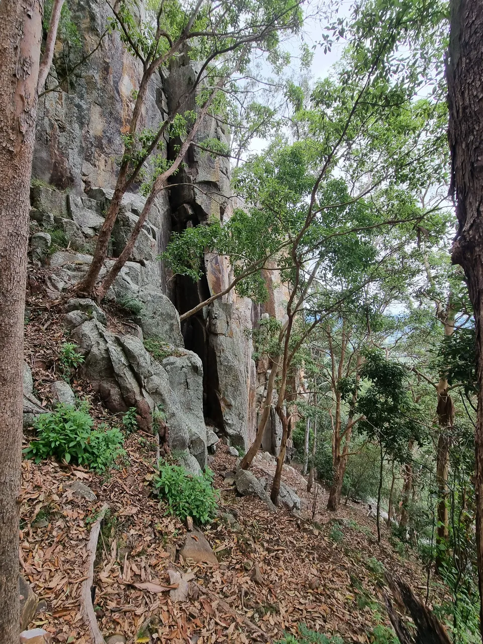 In the climbing world, Frog Buttress is actually international renowned and has 380 routes for experienced climbers to choose from. (Info source: Qld National Parks). This sort of climbing is a little too challenging compared to the rock scrabbling we are used too.