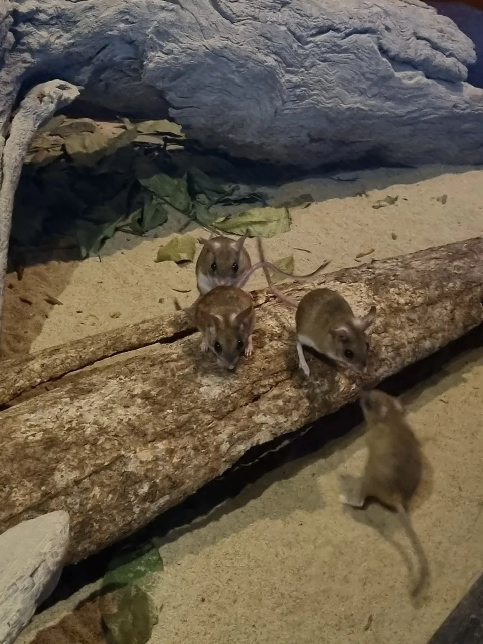 Kangaroo Hopping Mice.