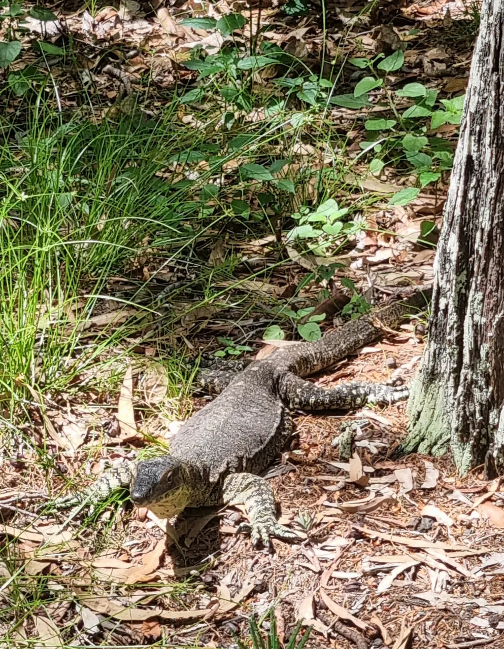 This Goanna gave consciouscat a shock as it was really close to the path.