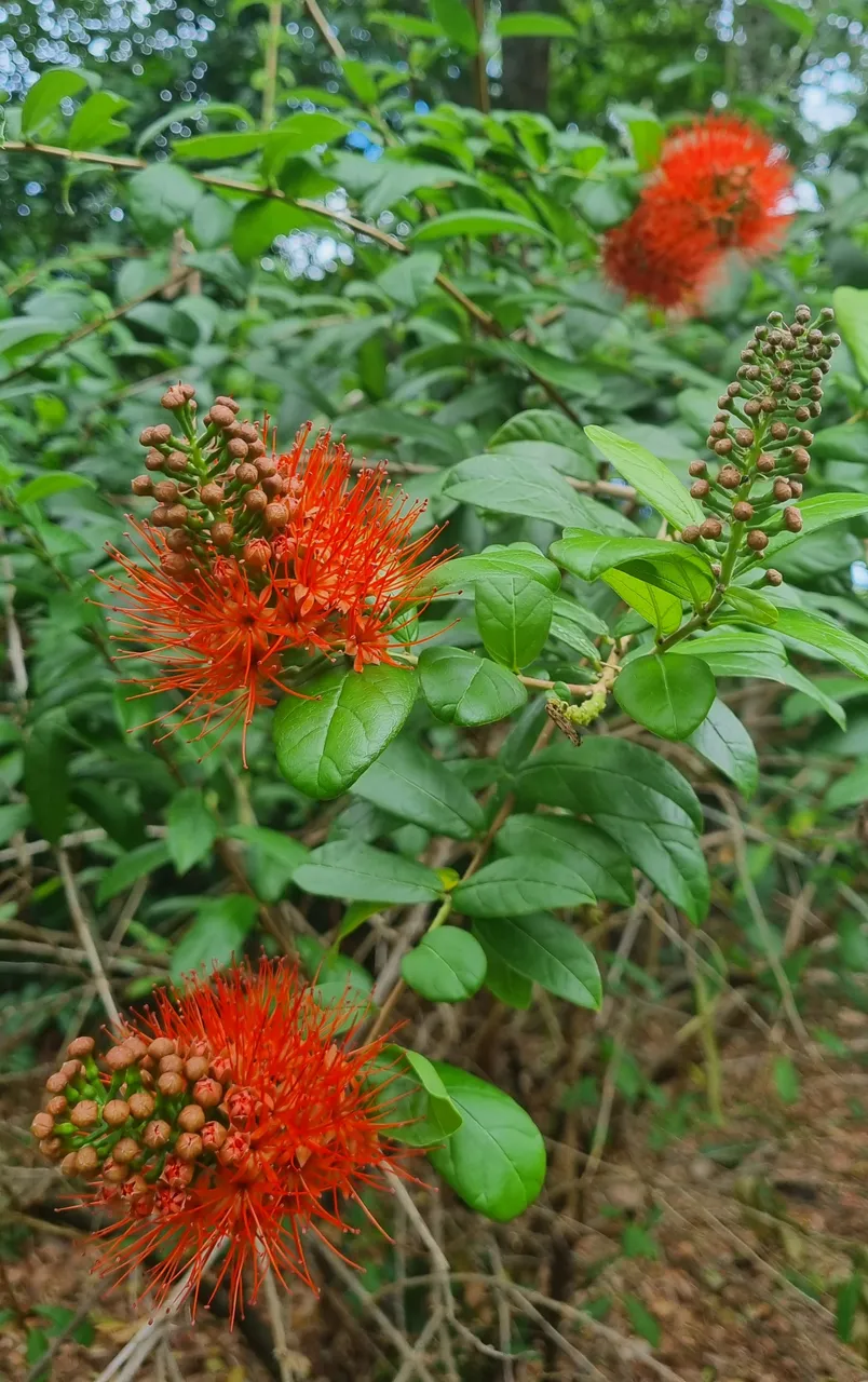 Hervey Bay Botanic Gardens