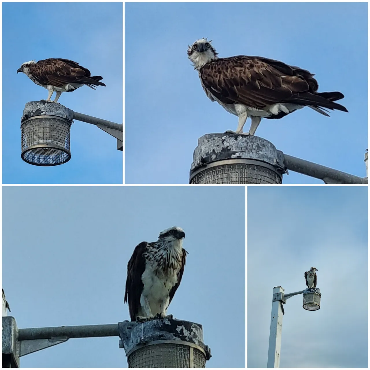 An Osprey or Sea Hawk on the look for breakfast. This is the first one I have ever photographed.