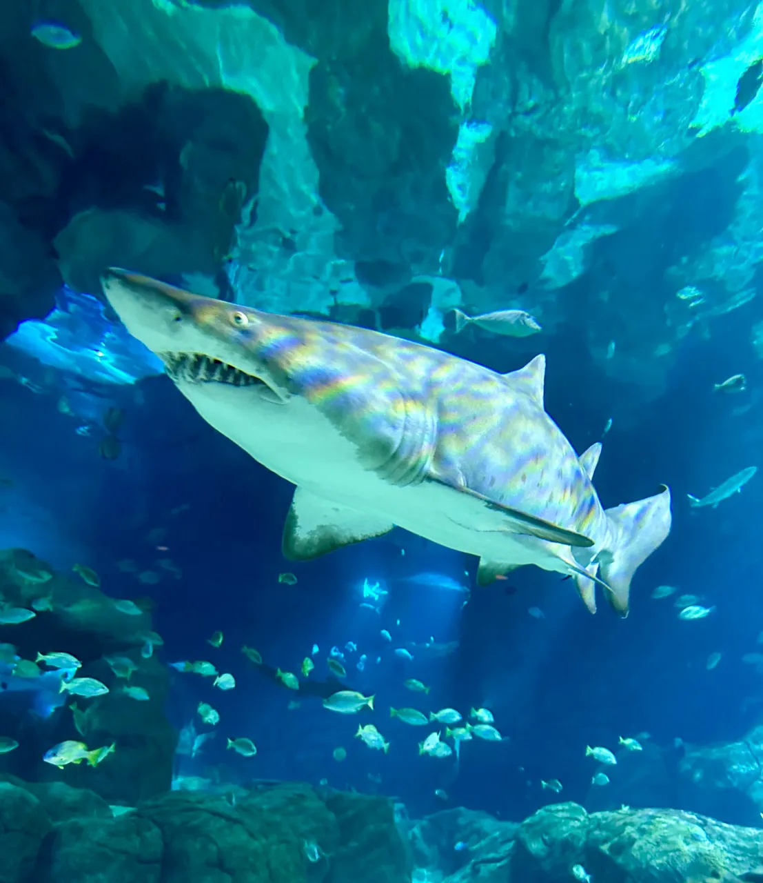 First time coming so close to a shark…