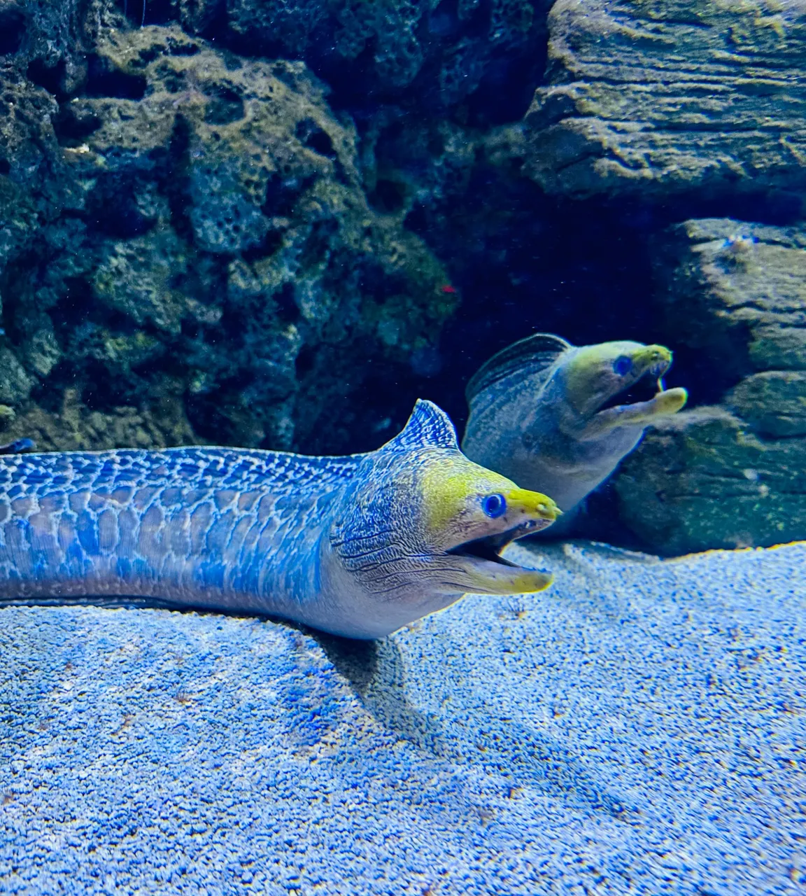Eels…I saw many different ones!!!