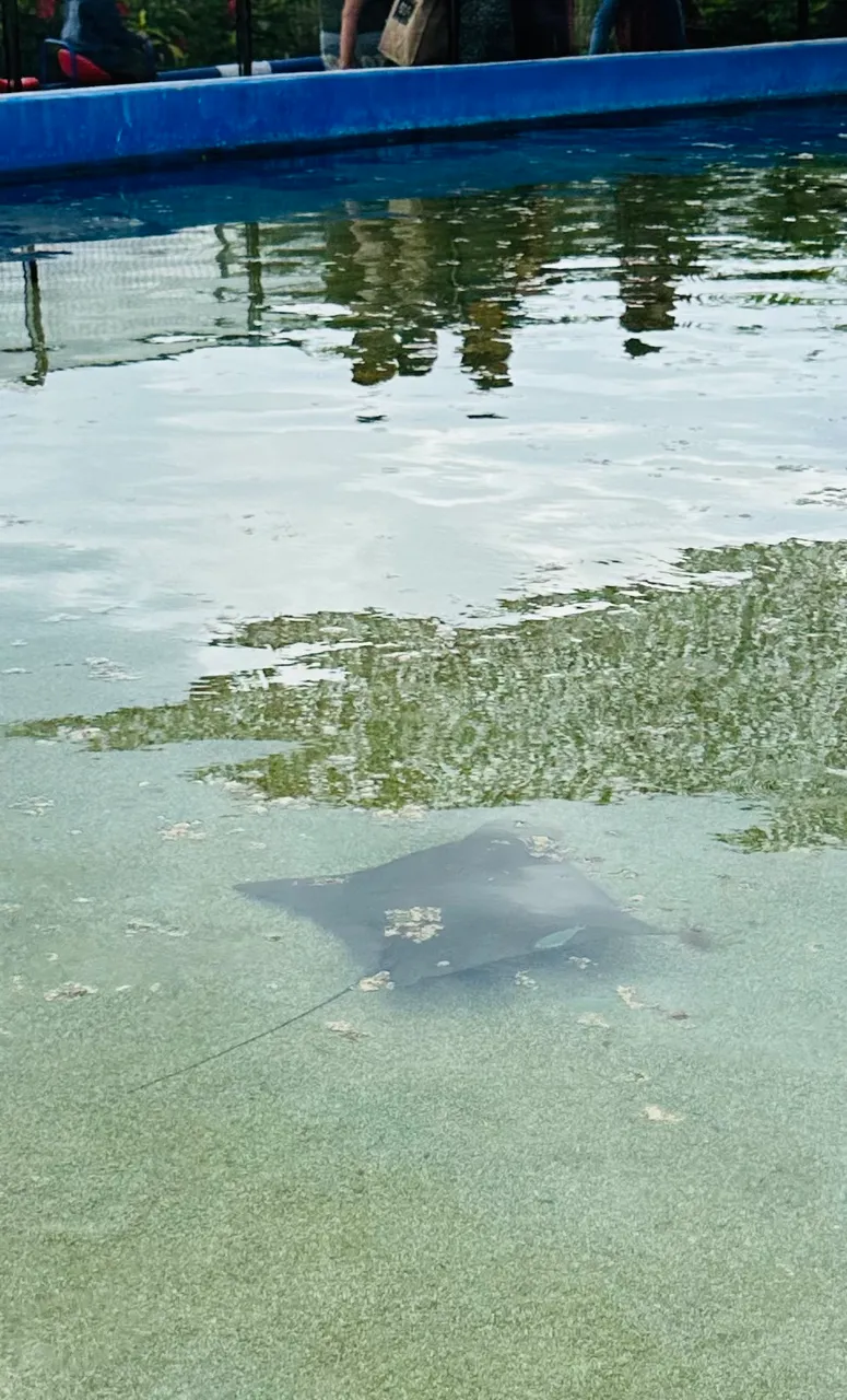 Got a ray on cam too…