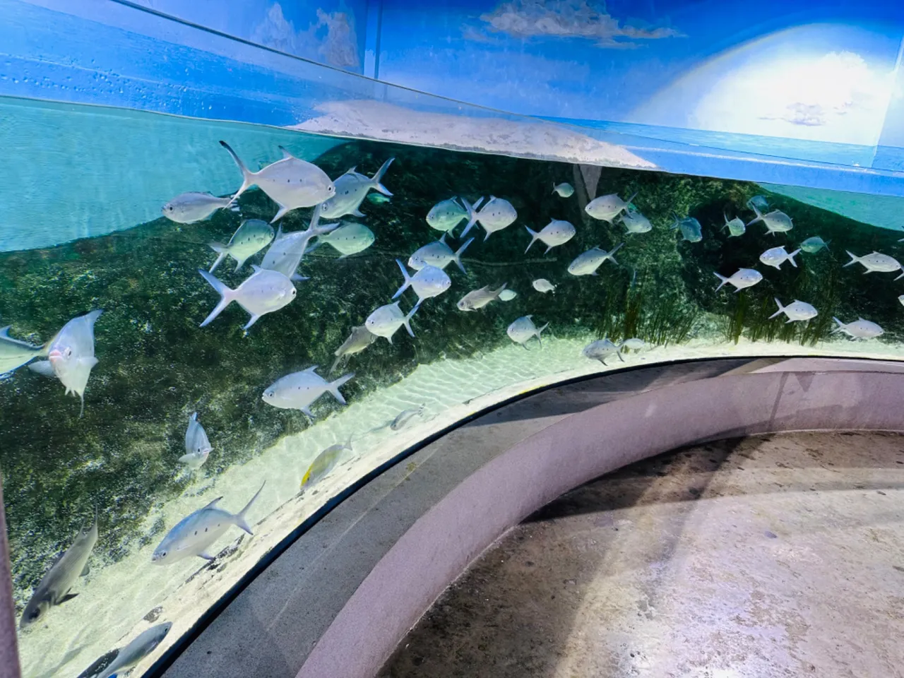 Big aquariums full of different fishes from our ocean!