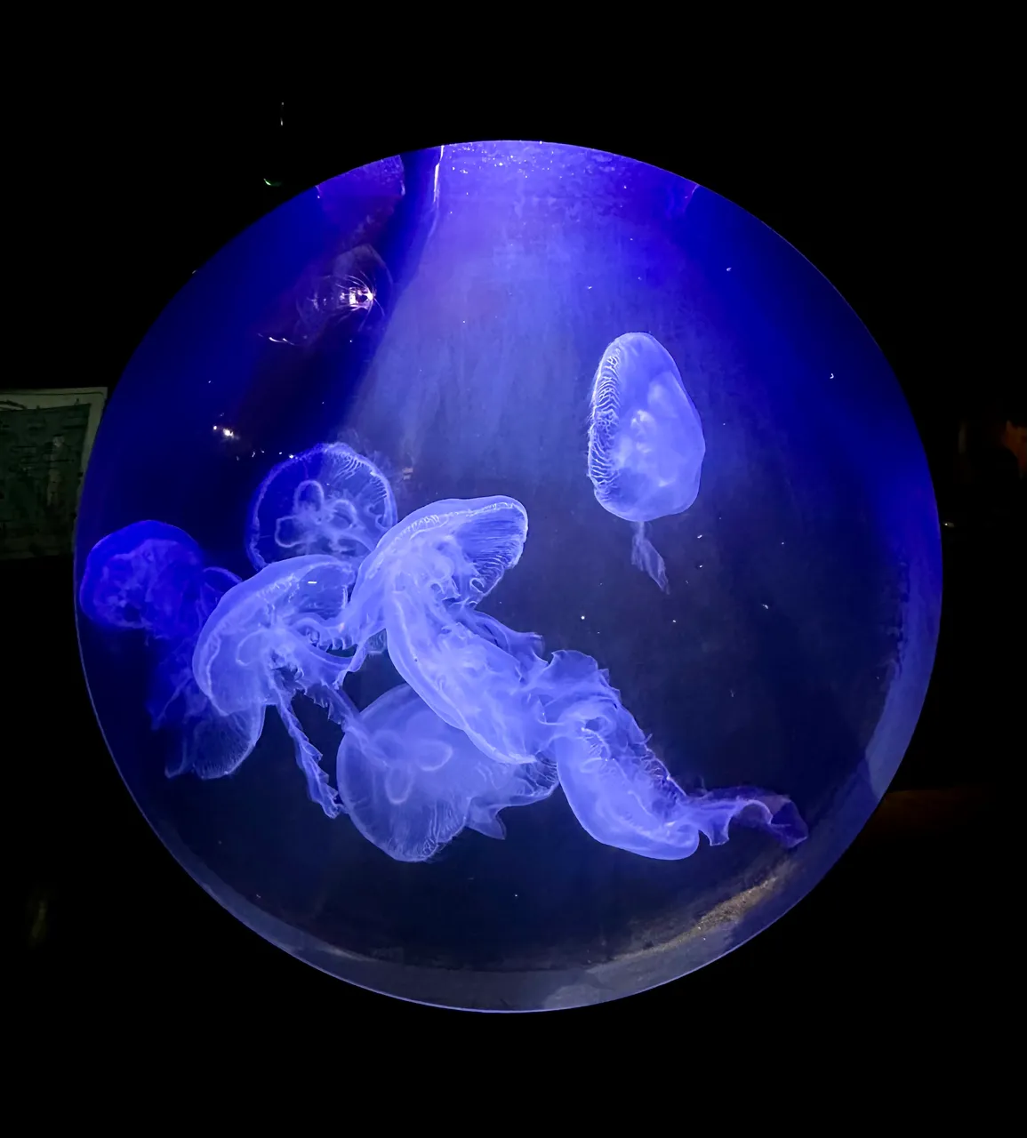 Mesmerizing Jelly Fishes!!!