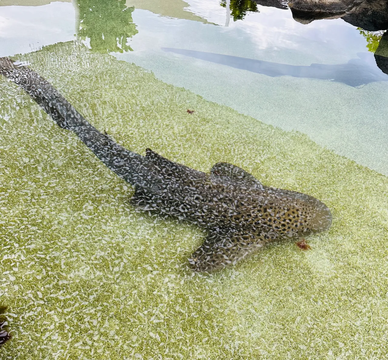 Zebra sharks are present…