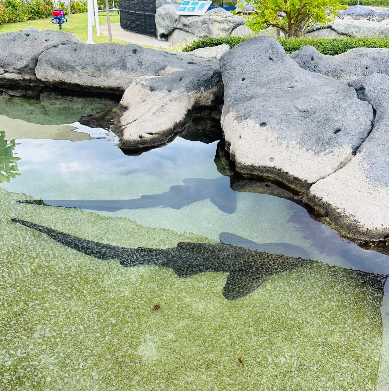 More zebra sharks sleeping…they were idle like this for long minutes!
