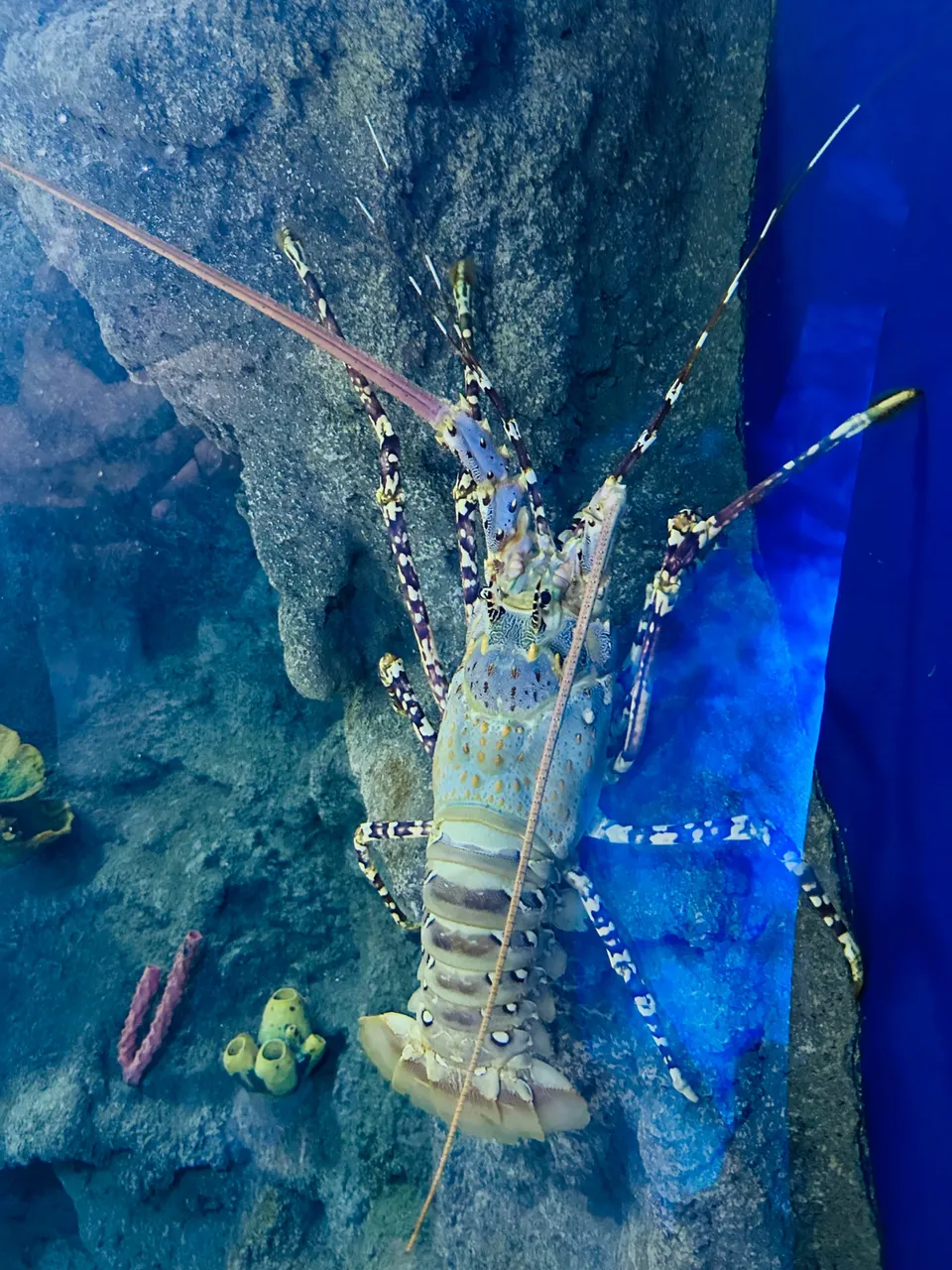 Lobsters…some very big ones are there!
