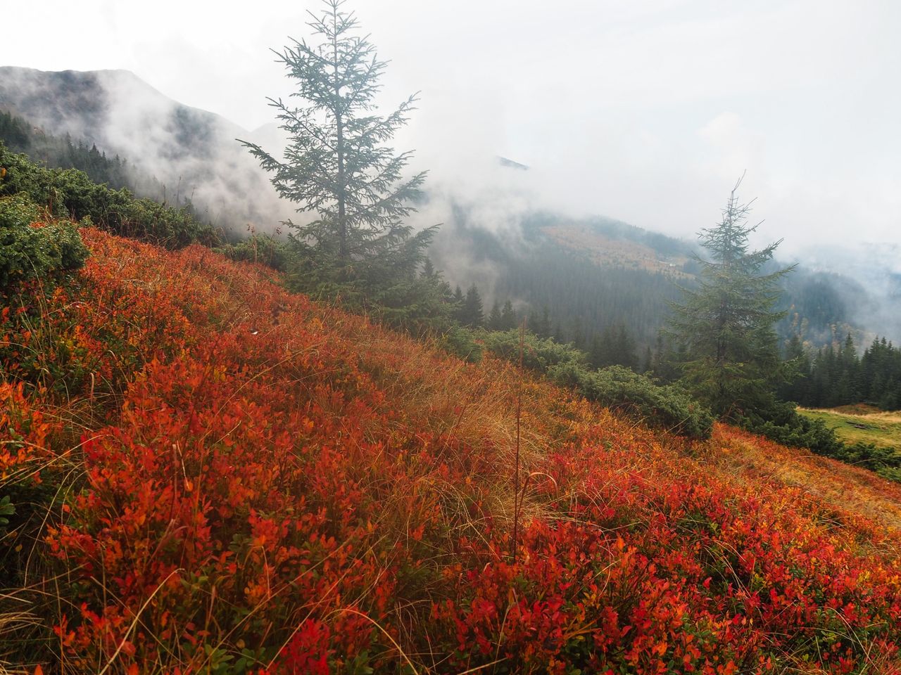 The leaves of mountain blueberries have already turned red
