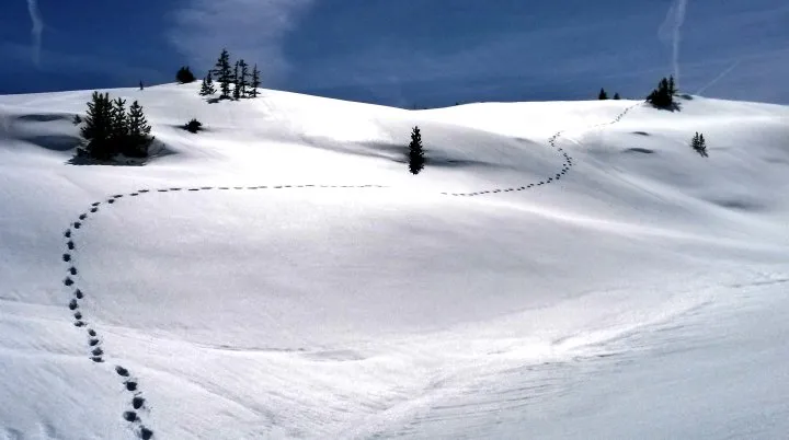 Single_Tasking_Footsteps_in_the_snow_RZ720.jpg