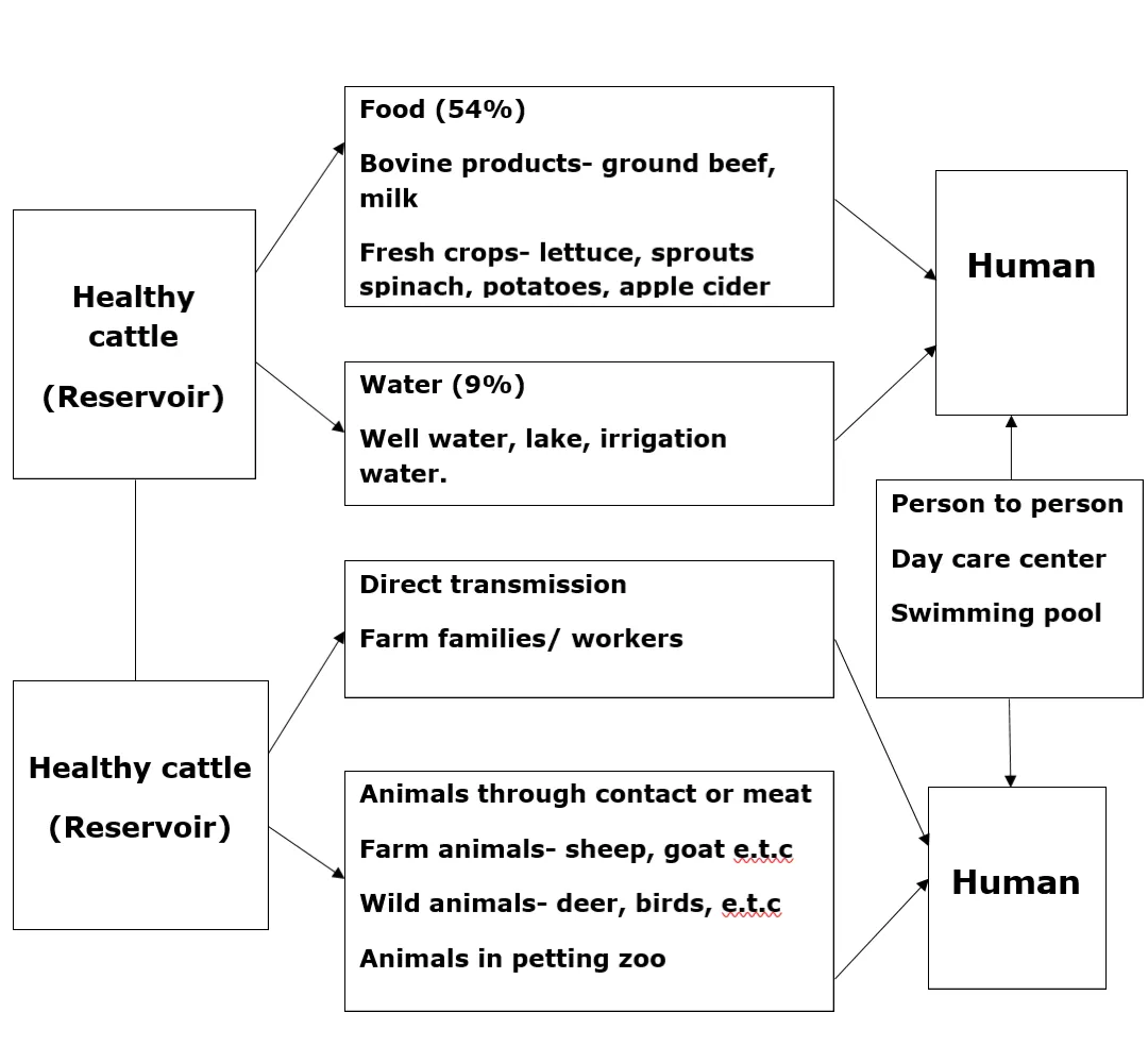 Route of transmission of Escherichia coli O157:H7 nairatag