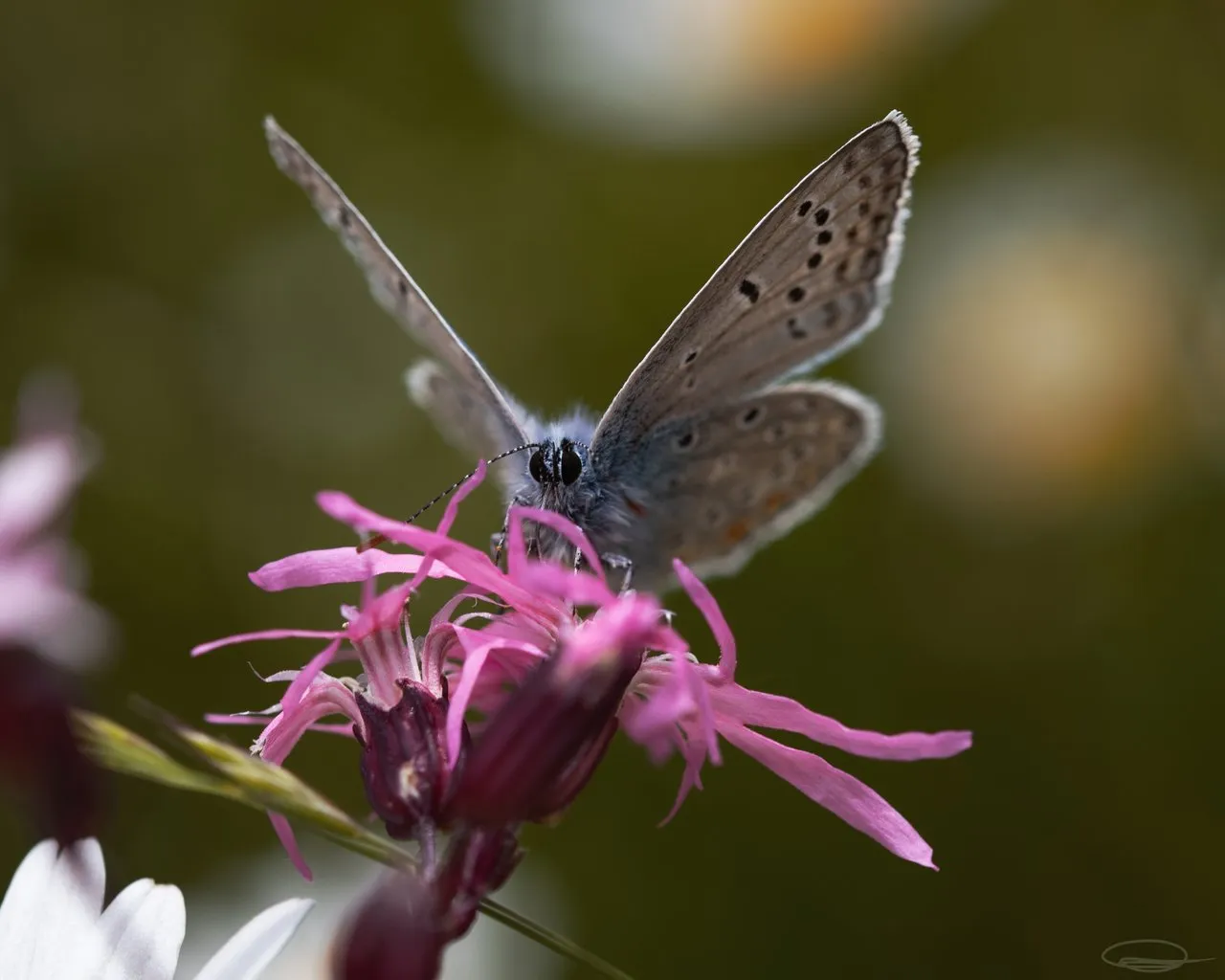 Lycaenidae Butterfly on Purple Flower