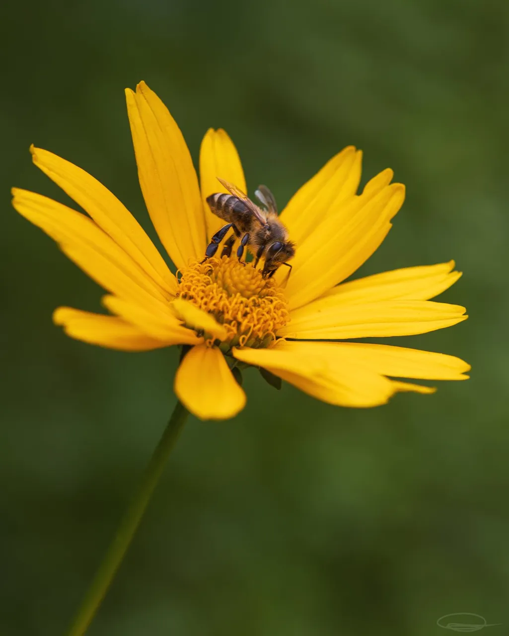 Bee collecting Nectar on Yellow Flower