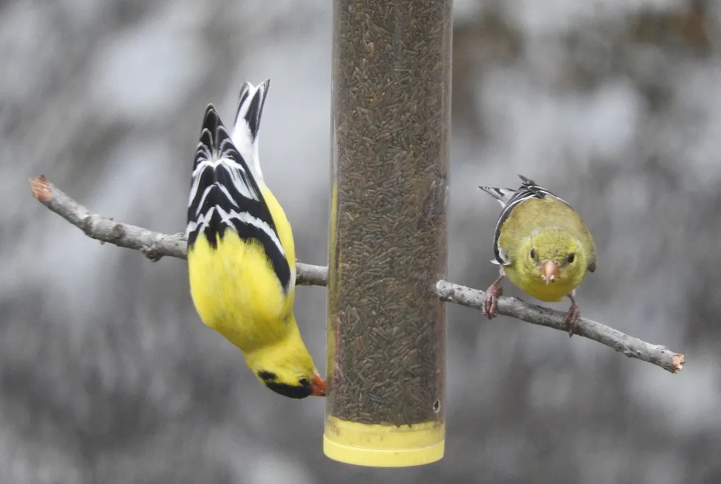 Goldfinch Glimpses
