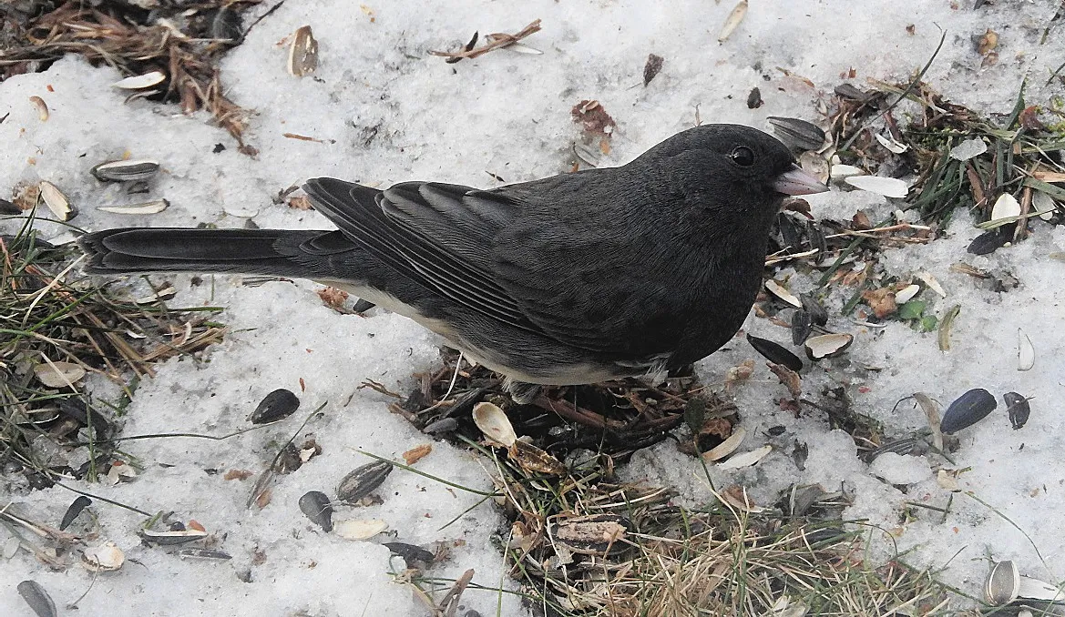 Birds at my Feeder