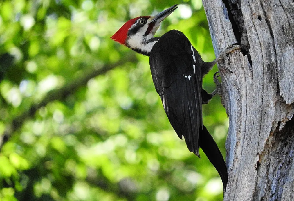 In memory of a tree branch Pileated Woodpecker