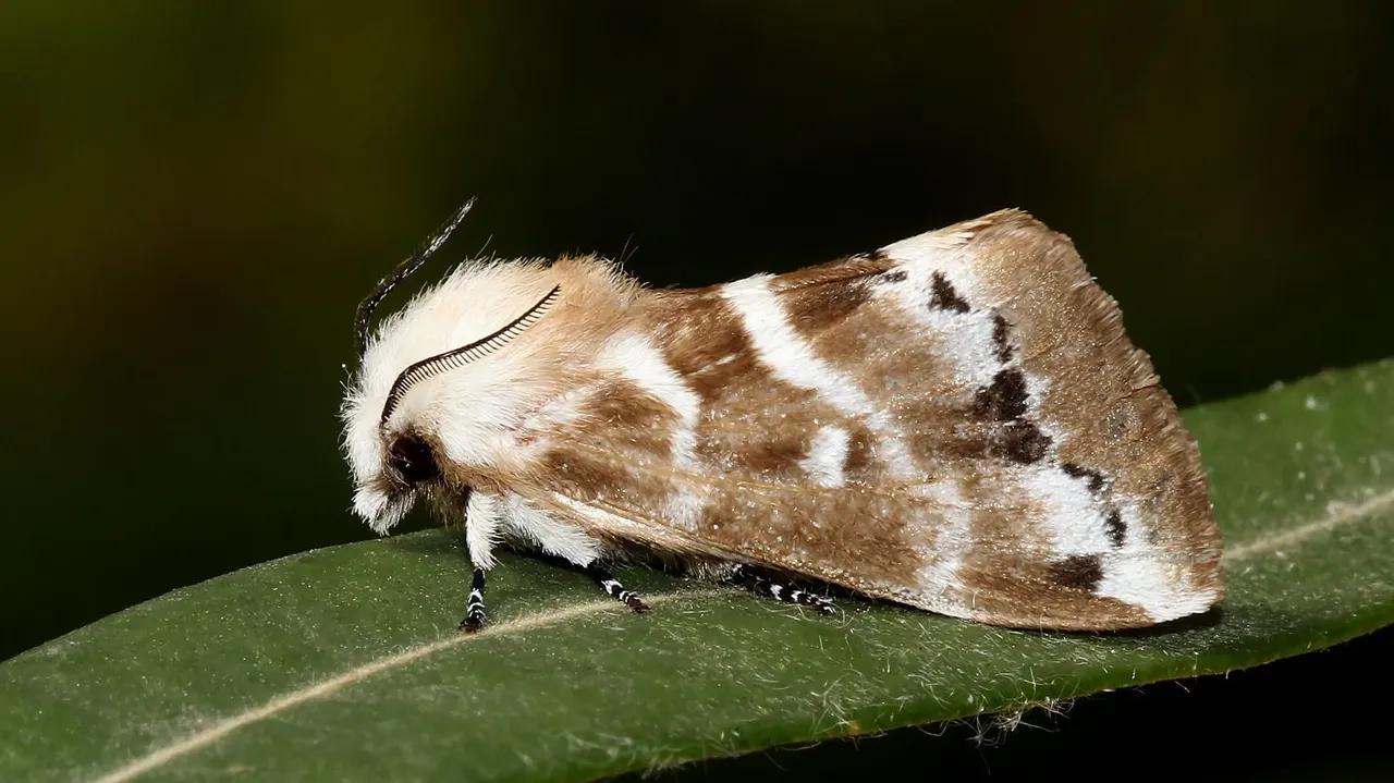 Insects Lepidoptera Lasiocampidae Porela subfasciata MV BY Tas 2018-01-26 n2.jpg