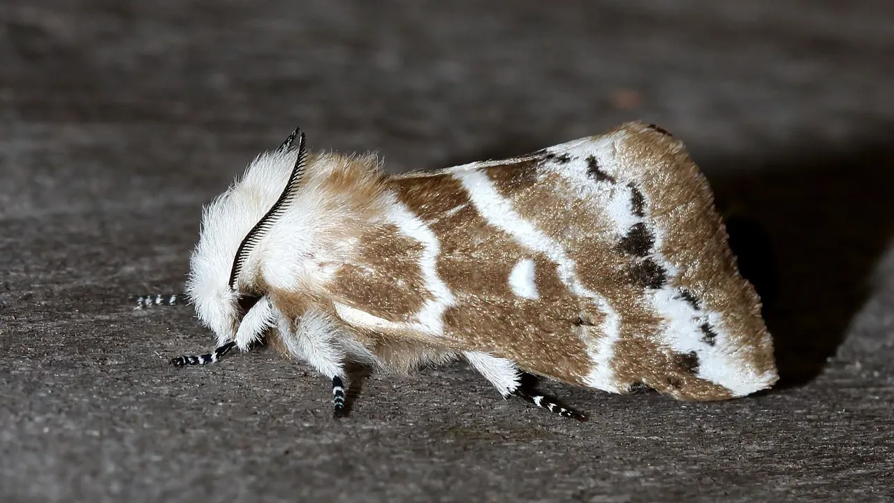 Insects Lepidoptera Lasiocampidae Porela subfasciata MV BY Tas 2018-01-26 n4.jpg