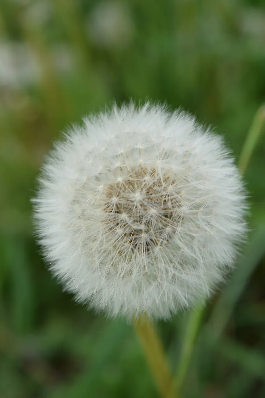 Fluffy Dandelion