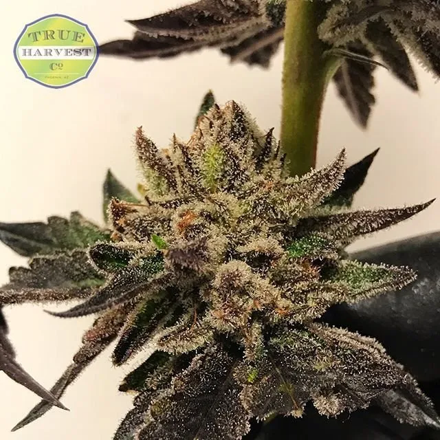pink-kush