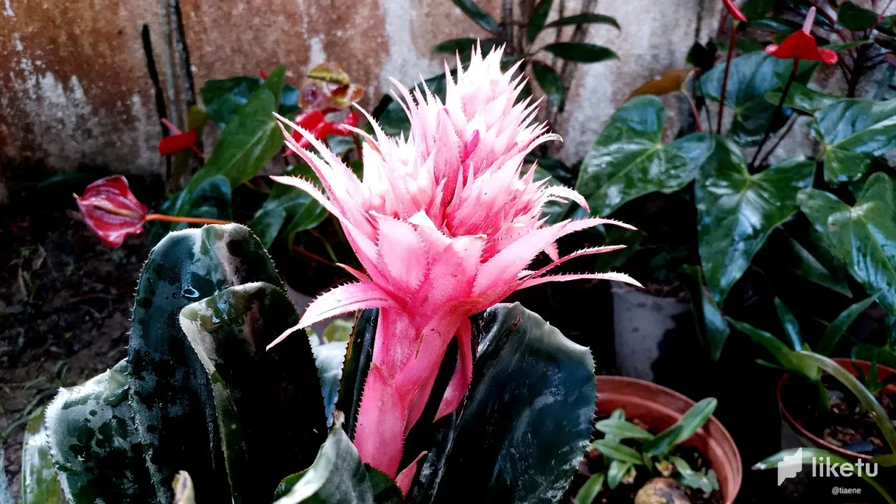 clk4fquxx02wr0xsz8jue50c2_bromelia-flor-1.webp