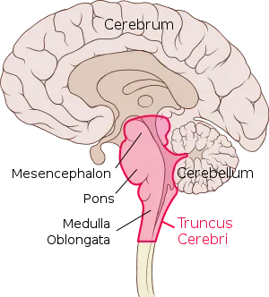 300px-Brain_sagittal_section_stem_highlighted.svg.png