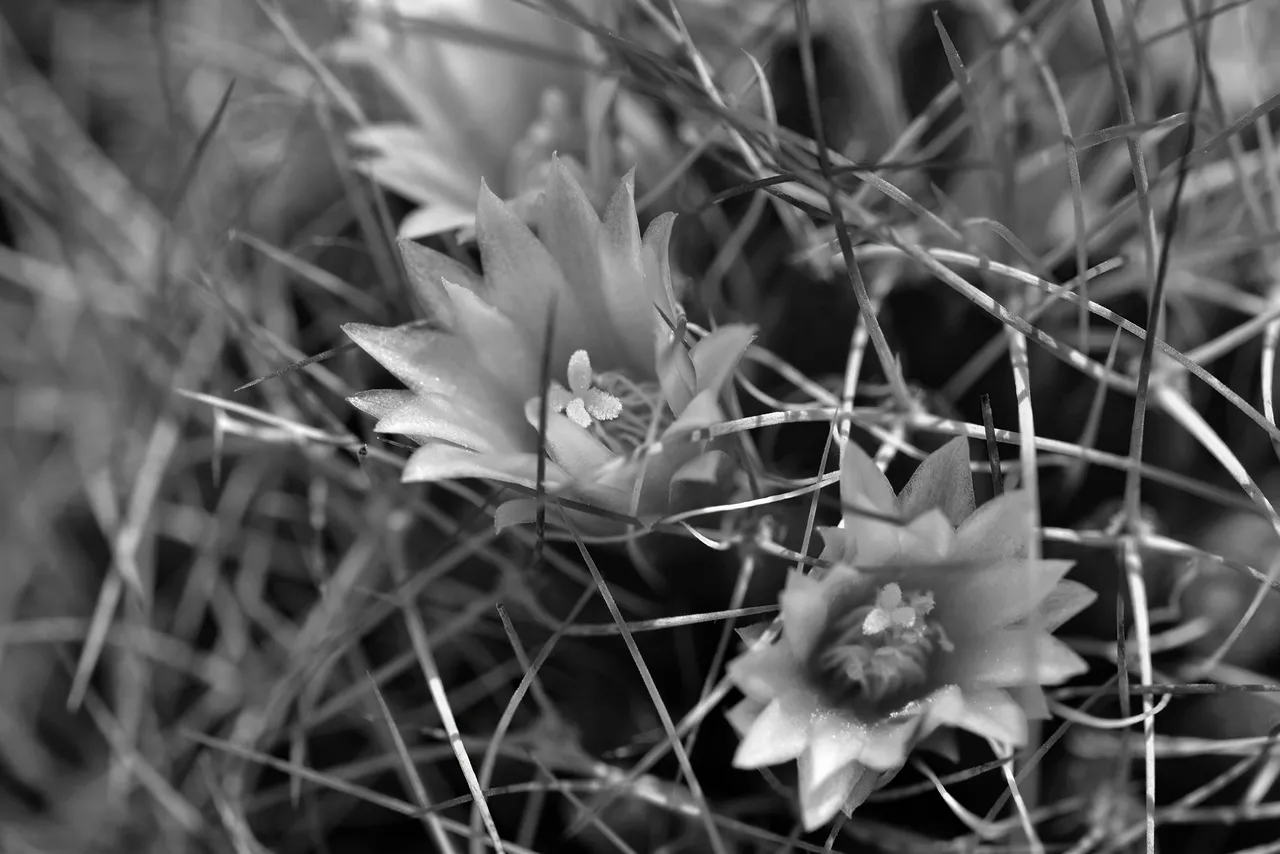 Mammillaria camptotricha cactus flower bw.jpg