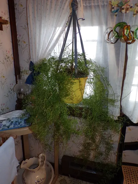 Asparagus fern pruned crop January 2020.jpg