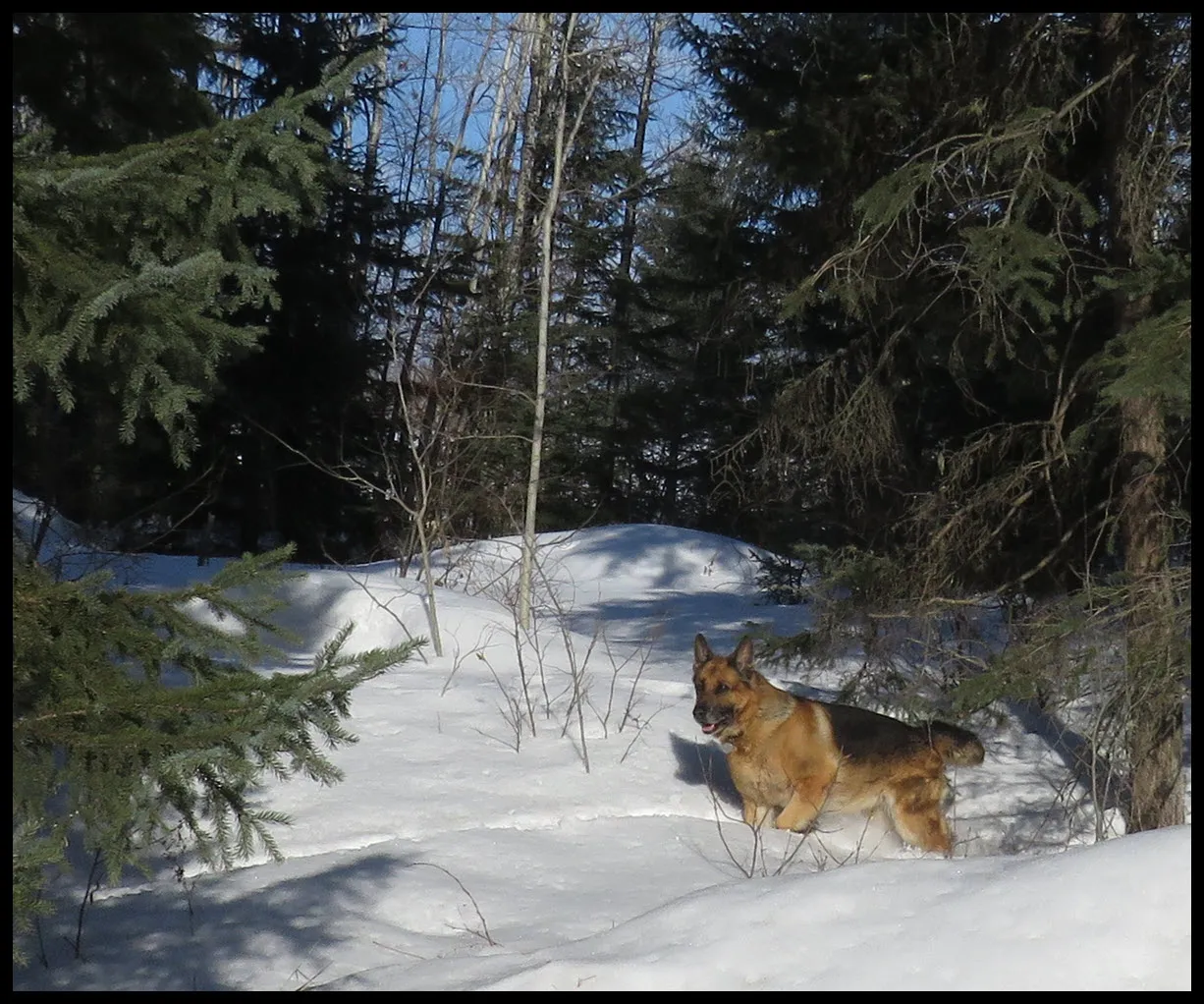 Bruno running through snow view of middle garden rolling snow.JPG