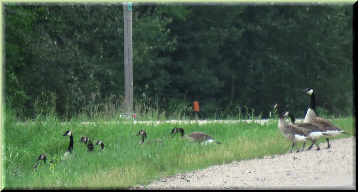proud parent geese taking mature goslings across road to pond.JPG