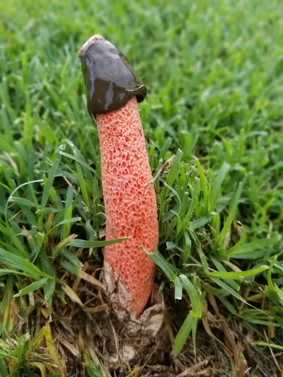 Phallus_rubicundus_(Bosc)_Fr_892670.jpeg