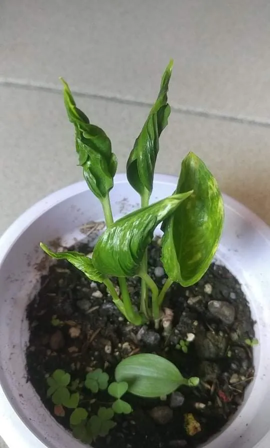 received_184600530340372.jpeg