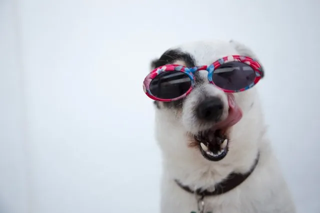 close-up-photo-of-dog-wearing-sunglasses-1629781 (1).jpg