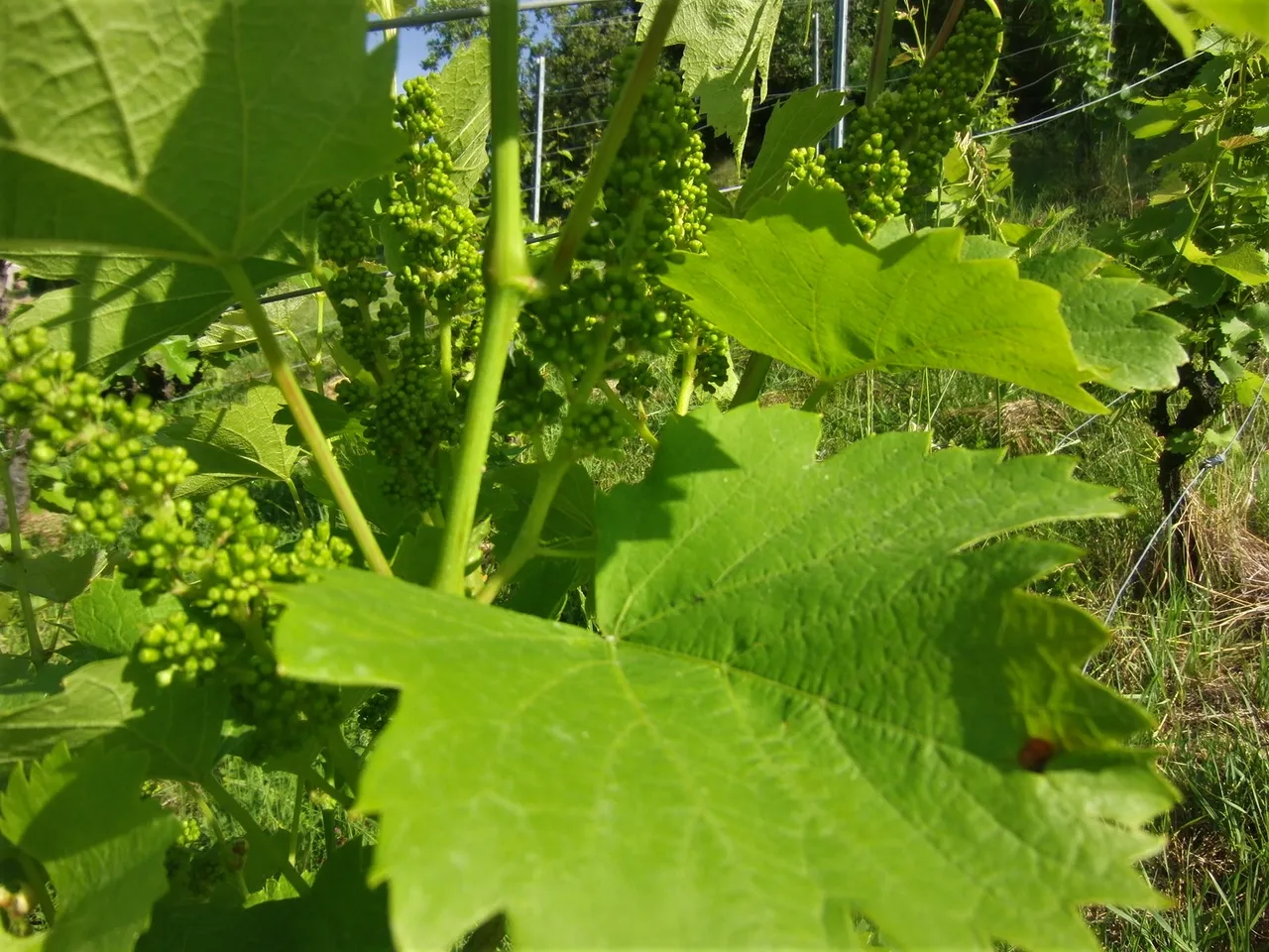Reben kurz vor der Blüte