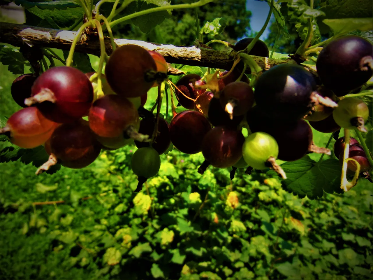 Kuchen oder Marmelade?
