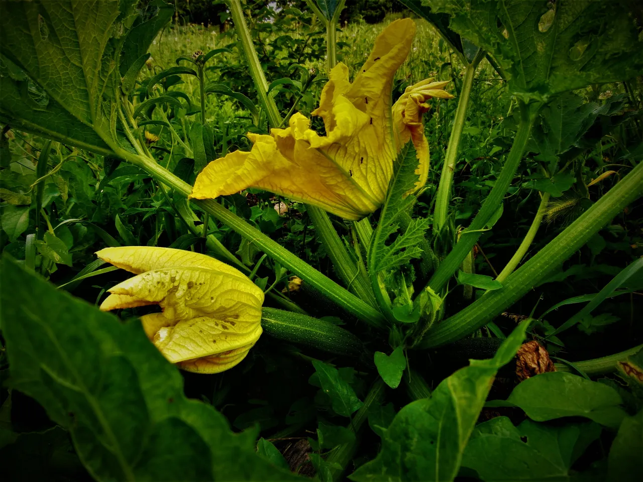 Gefüllte Zucchini-Blüten könnten lecker sein!