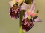 Hummel-Ragwurz (Ophrys holoserica)_CI4A47056_HF_x.jpg