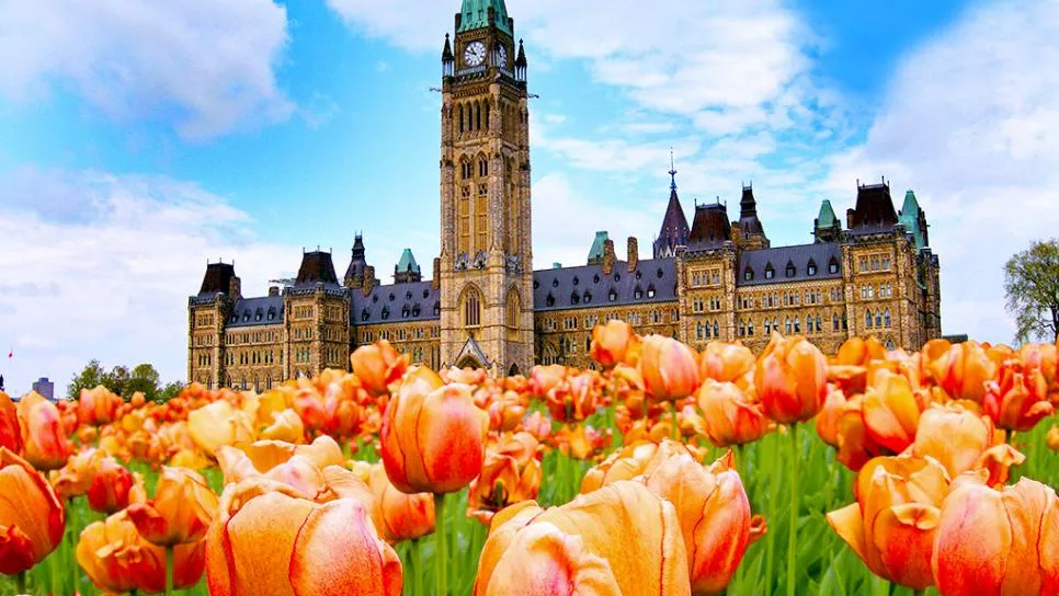 daily-escape-ottawa-tulip-festival.rend.tccom.966.544.jpg