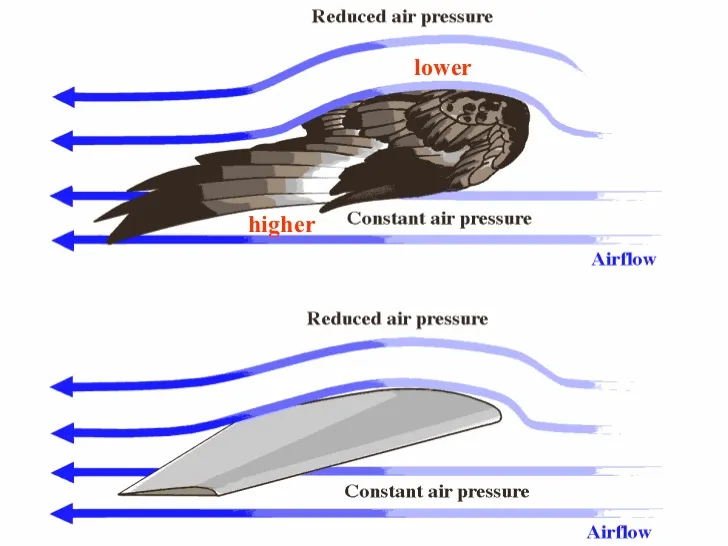 6th-grade-ch-4-sec-2-the-physics-of-bird-flight-6-728.jpg