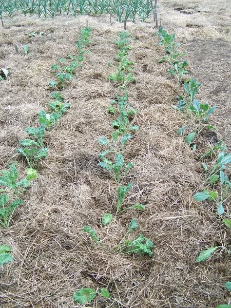 Big garden - kale mulched crop May 2018.jpg