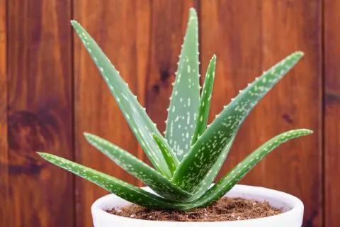 aloe plant