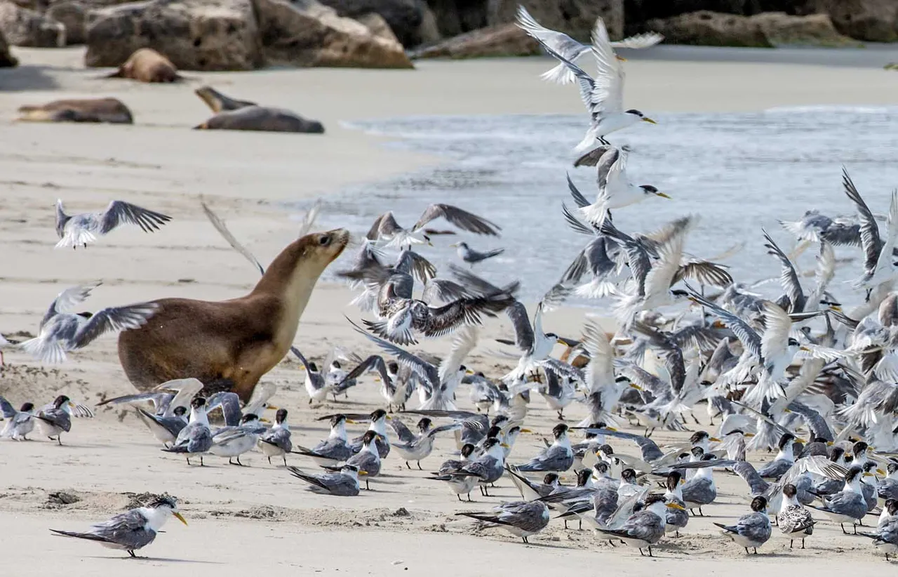 Seal Bay Conservation Park, Kangaroo Island. Photo Source - South Australian Tourism Commission