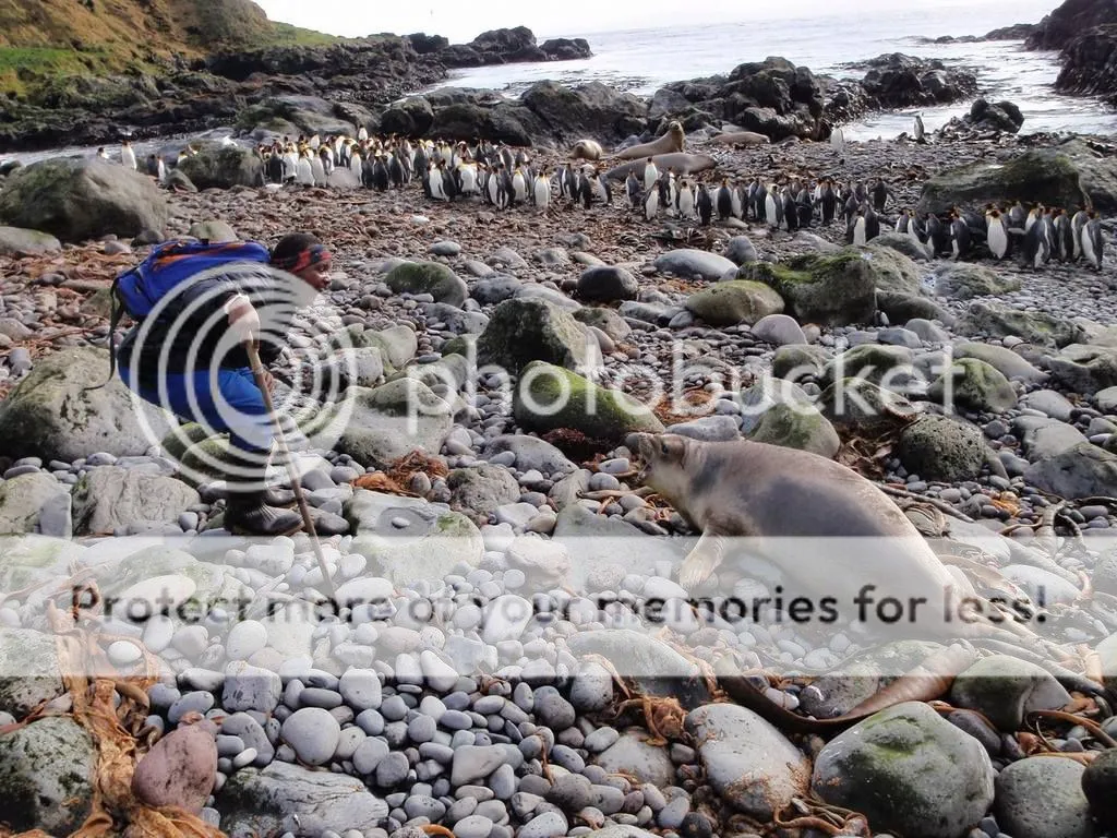 Thando seal and penguins