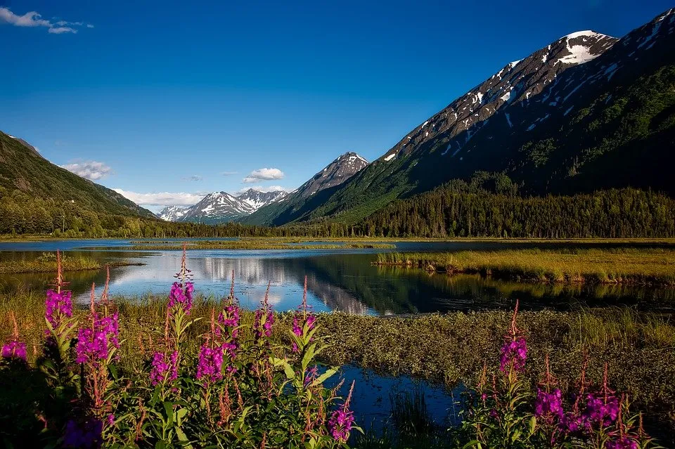 fireweed