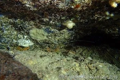 gozo_billinghurst_cave_04