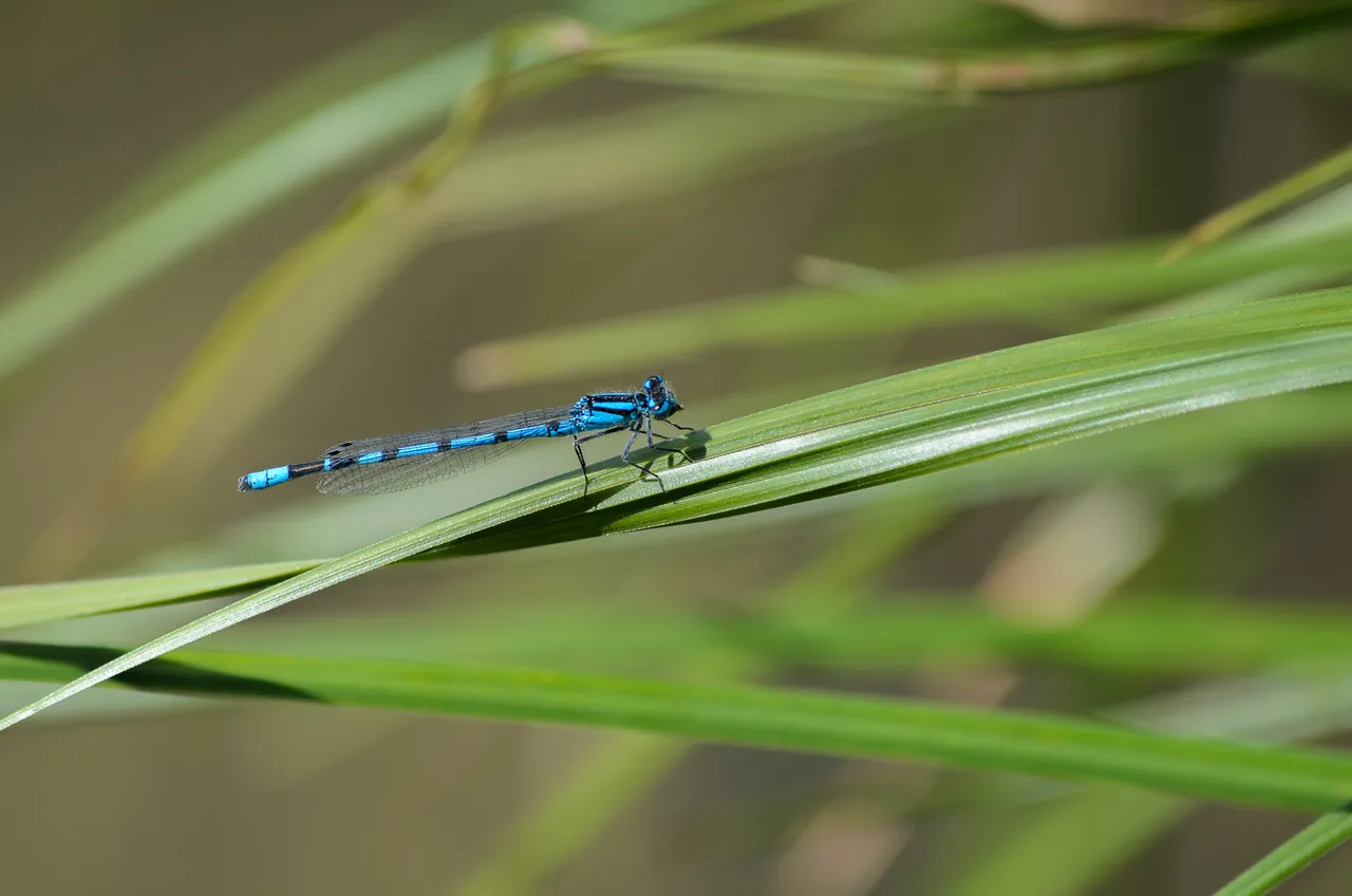 DSC_0781.jpg