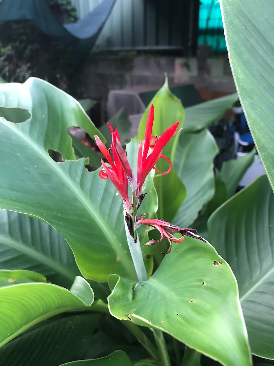 Canna Indica